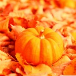 Leaves-Pumpkin