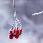 Snow3-iPhone-5-wallpaper-ilikewallpaper_com