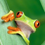 Tree Frog Wallpaper-iPhone-5-10