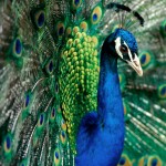 peacock ipad mini wallpaper